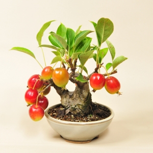 الأشجار القزمية